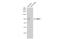 Piwi-like protein 1 antibody, GTX128020, GeneTex, Western Blot image 