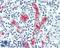 Apolipoprotein L1 antibody, LS-B15404, Lifespan Biosciences, Immunohistochemistry paraffin image 