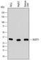 Nudix Hydrolase 5 antibody, AF6414, R&D Systems, Western Blot image 