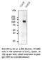 HIF1-alpha antibody, AB0112-200, SICGEN, Western Blot image 