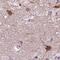 Prolactin Releasing Hormone antibody, NBP2-68591, Novus Biologicals, Immunohistochemistry frozen image 