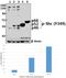 SHC Adaptor Protein 1 antibody, A00796Y349, Boster Biological Technology, Western Blot image 