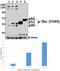 SHC-transforming protein 1 antibody, A00796Y349, Boster Biological Technology, Western Blot image 