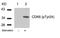 Cyclin Dependent Kinase 6 antibody, PA5-37518, Invitrogen Antibodies, Western Blot image 