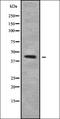 Kruppel Like Factor 17 antibody, orb336309, Biorbyt, Western Blot image 