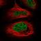 WD Repeat Domain 92 antibody, PA5-57235, Invitrogen Antibodies, Immunofluorescence image 