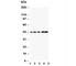 Caspase 1 antibody, R30511, NSJ Bioreagents, Western Blot image 