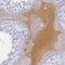 H36 antibody, HPA038915, Atlas Antibodies, Immunohistochemistry frozen image 