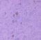 C-X-C Motif Chemokine Ligand 12 antibody, ab9797, Abcam, Immunohistochemistry frozen image 