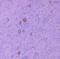 C-X-C Motif Chemokine Ligand 12 antibody, ab9797, Abcam, Immunohistochemistry frozen image 