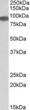 Aconitase 2 antibody, PA5-19268, Invitrogen Antibodies, Western Blot image 