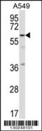 Transcription Factor CP2 Like 1 antibody, MBS9214279, MyBioSource, Western Blot image 