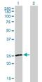 Nucleoredoxin Like 1 antibody, H00115861-B01P, Novus Biologicals, Western Blot image 