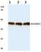Solute Carrier Family 16 Member 13 antibody, PA5-36464, Invitrogen Antibodies, Western Blot image 