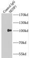 SUMO Specific Peptidase 5 antibody, FNab07714, FineTest, Immunoprecipitation image 