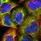 Cell Division Cycle 37 antibody, HPA003928, Atlas Antibodies, Immunofluorescence image 