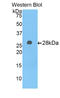 Alpha-1-B Glycoprotein antibody, LS-C299773, Lifespan Biosciences, Western Blot image 