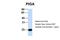 PIGA antibody, PA5-42720, Invitrogen Antibodies, Western Blot image 