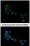 Serum response factor antibody, PA5-27307, Invitrogen Antibodies, Immunofluorescence image 