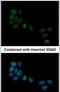 Serum Response Factor antibody, PA5-27307, Invitrogen Antibodies, Immunofluorescence image 