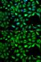 Insulin Like Growth Factor 2 antibody, GTX55671, GeneTex, Immunofluorescence image 