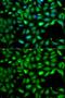 Insulin Like Growth Factor 2 antibody, GTX55671, GeneTex, Immunofluorescence image 