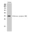 Olfactory Receptor Family 5 Subfamily AR Member 1 (Gene/Pseudogene) antibody, A16528, Boster Biological Technology, Western Blot image 