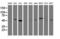 TUB Like Protein 3 antibody, LS-C173665, Lifespan Biosciences, Western Blot image 