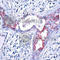 Glycogen Synthase Kinase 3 Beta antibody, AP0358, ABclonal Technology, Immunohistochemistry paraffin image 