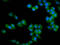 Serine Protease 16 antibody, CSB-PA882073LA01HU, Cusabio, Immunofluorescence image 