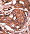 Guanylate Cyclase 1 Soluble Subunit Alpha 1 antibody, 62-679, ProSci, Immunohistochemistry paraffin image 