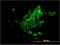 NAD(P)H Quinone Dehydrogenase 1 antibody, H00001728-M01, Novus Biologicals, Immunocytochemistry image 
