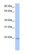 hAG-2 antibody, 29-730, ProSci, Western Blot image 