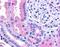 Ring Finger Protein 213 antibody, MBS420069, MyBioSource, Immunohistochemistry frozen image 