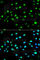 LETM1 Domain Containing 1 antibody, A2147, ABclonal Technology, Immunofluorescence image 