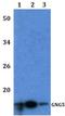 G Protein Subunit Gamma 5 antibody, A10414, Boster Biological Technology, Western Blot image 