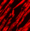 Karyopherin Subunit Alpha 2 antibody, 5983, ProSci, Immunofluorescence image 