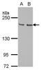 Kinesin Family Member 14 antibody, PA5-27859, Invitrogen Antibodies, Western Blot image 