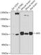 Aristaless Related Homeobox antibody, 16-899, ProSci, Western Blot image 