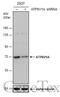 ATPase H+ Transporting V1 Subunit A antibody, GTX633543, GeneTex, Western Blot image 