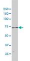 DNA Polymerase Alpha 2, Accessory Subunit antibody, H00023649-M01, Novus Biologicals, Western Blot image 