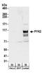Protein Tyrosine Kinase 2 Beta antibody, A304-226A, Bethyl Labs, Western Blot image 