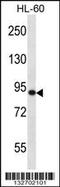 SP140 Nuclear Body Protein antibody, 56-709, ProSci, Western Blot image 