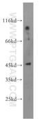 Pregnancy Up-Regulated Nonubiquitous CaM Kinase antibody, 13712-1-AP, Proteintech Group, Western Blot image 