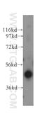 Kin17 DNA And RNA Binding Protein antibody, 12313-1-AP, Proteintech Group, Western Blot image 