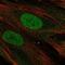 PHD Finger Protein 11 antibody, NBP2-55029, Novus Biologicals, Immunofluorescence image 