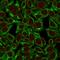 Keratin 8 antibody, GTX34667, GeneTex, Immunofluorescence image 