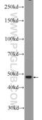 Zinc Finger And SCAN Domain Containing 31 antibody, 25593-1-AP, Proteintech Group, Western Blot image 