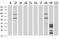 UPF0663 transmembrane protein C17orf28 antibody, MA5-25149, Invitrogen Antibodies, Western Blot image 