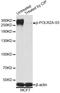 RNA Polymerase II Subunit A antibody, LS-C750634, Lifespan Biosciences, Western Blot image 